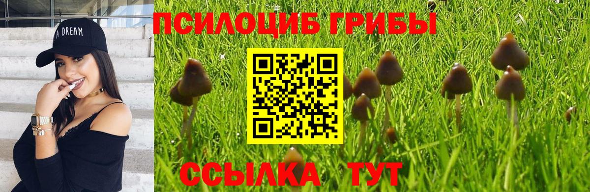 Новоалександровск  Псилоцибиновые грибы прущие грибы  хочу   Вход с VPN  Псилоцибиновые грибы мицелий 